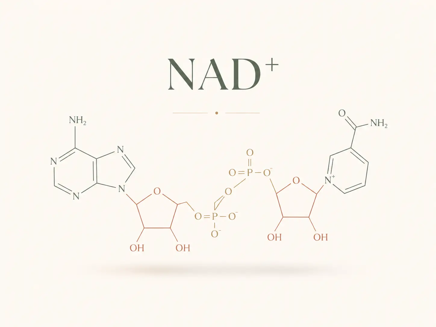 Chemical structure diagram of the NAD+ molecule, showing its adenine and nicotinamide rings joined by two phosphate groups