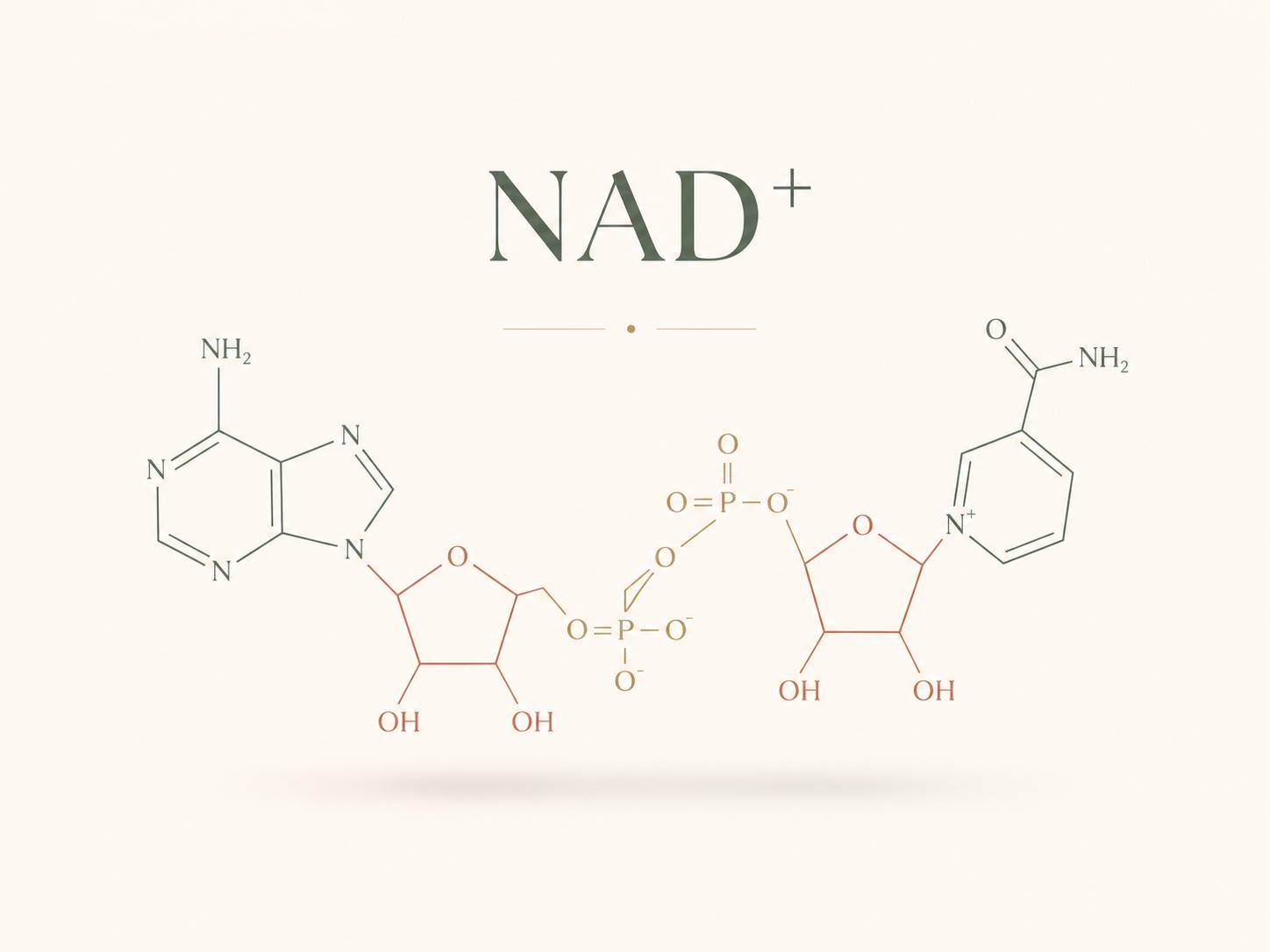 Chemical structure diagram of the NAD+ molecule, showing its adenine and nicotinamide rings joined by two phosphate groups
